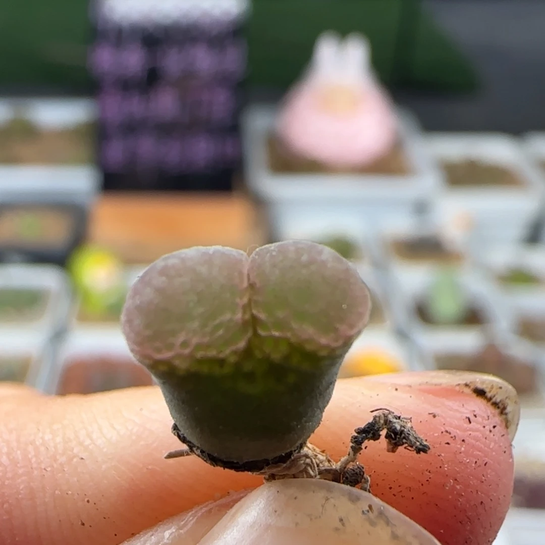 8.19.6 风～铃 福利