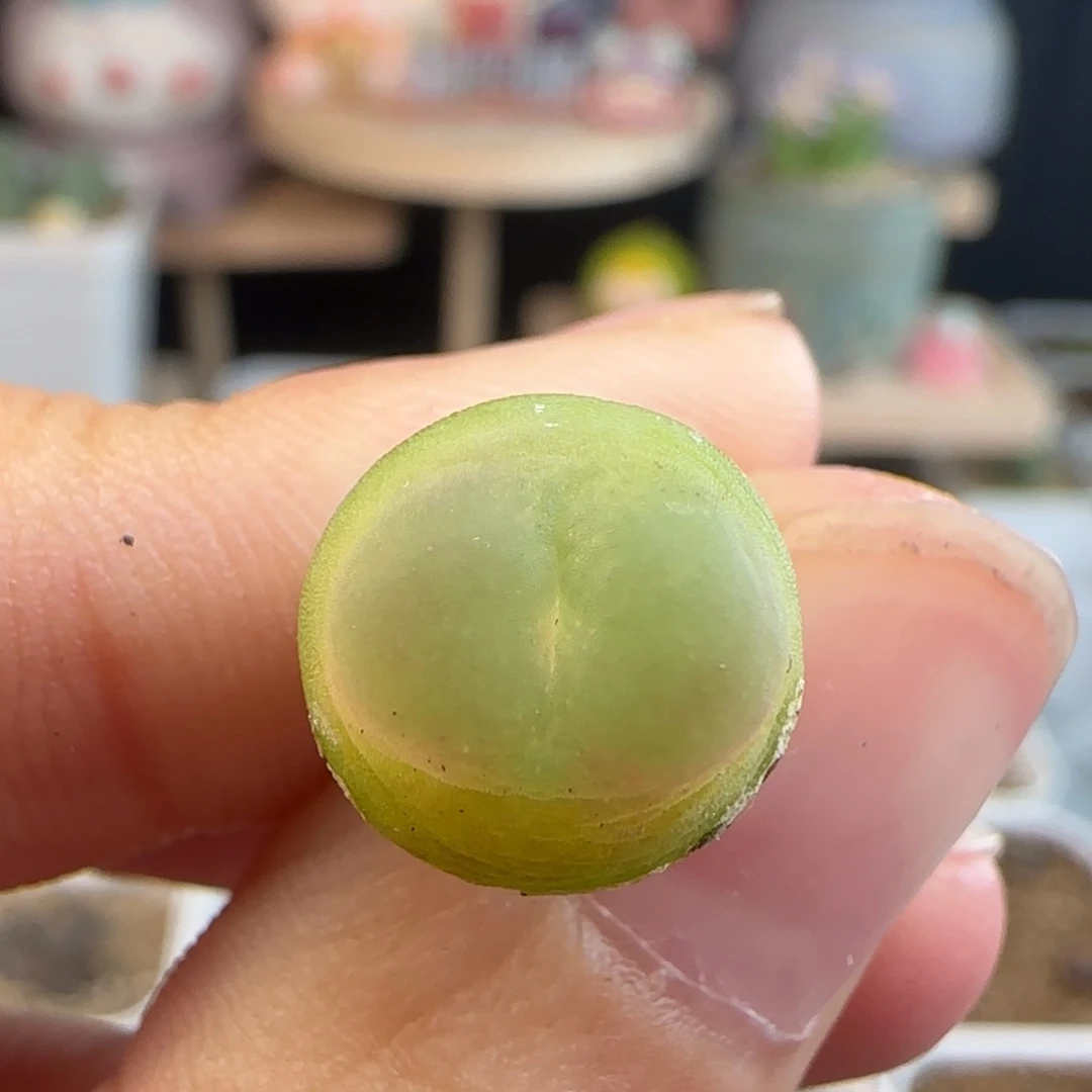 10.28.27/1.1 紫皮拉登