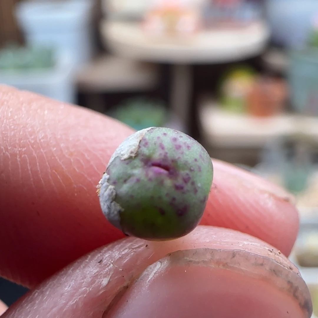 w****i10.23.18 se嘴 /