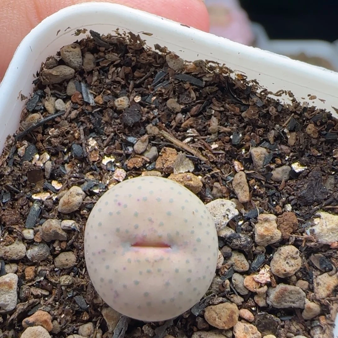 8.19.37 奶油嘴/1.3+