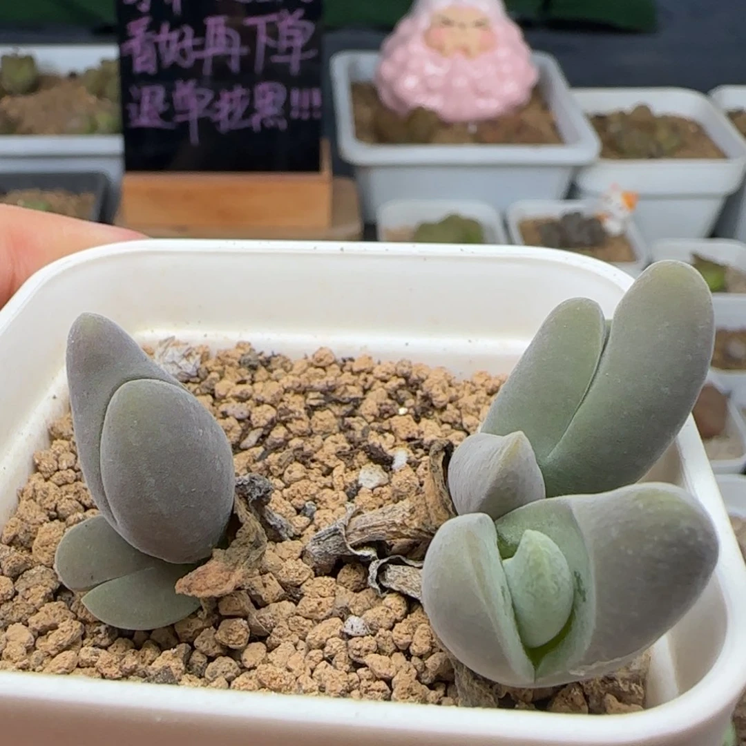 8.18.3 鲨鱼 福利