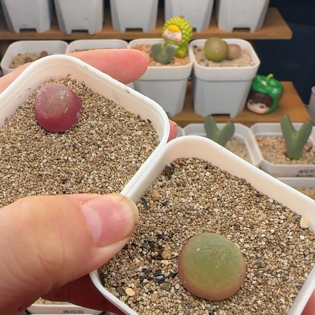 9.24.28/1.7 灯～泡 多肉植物