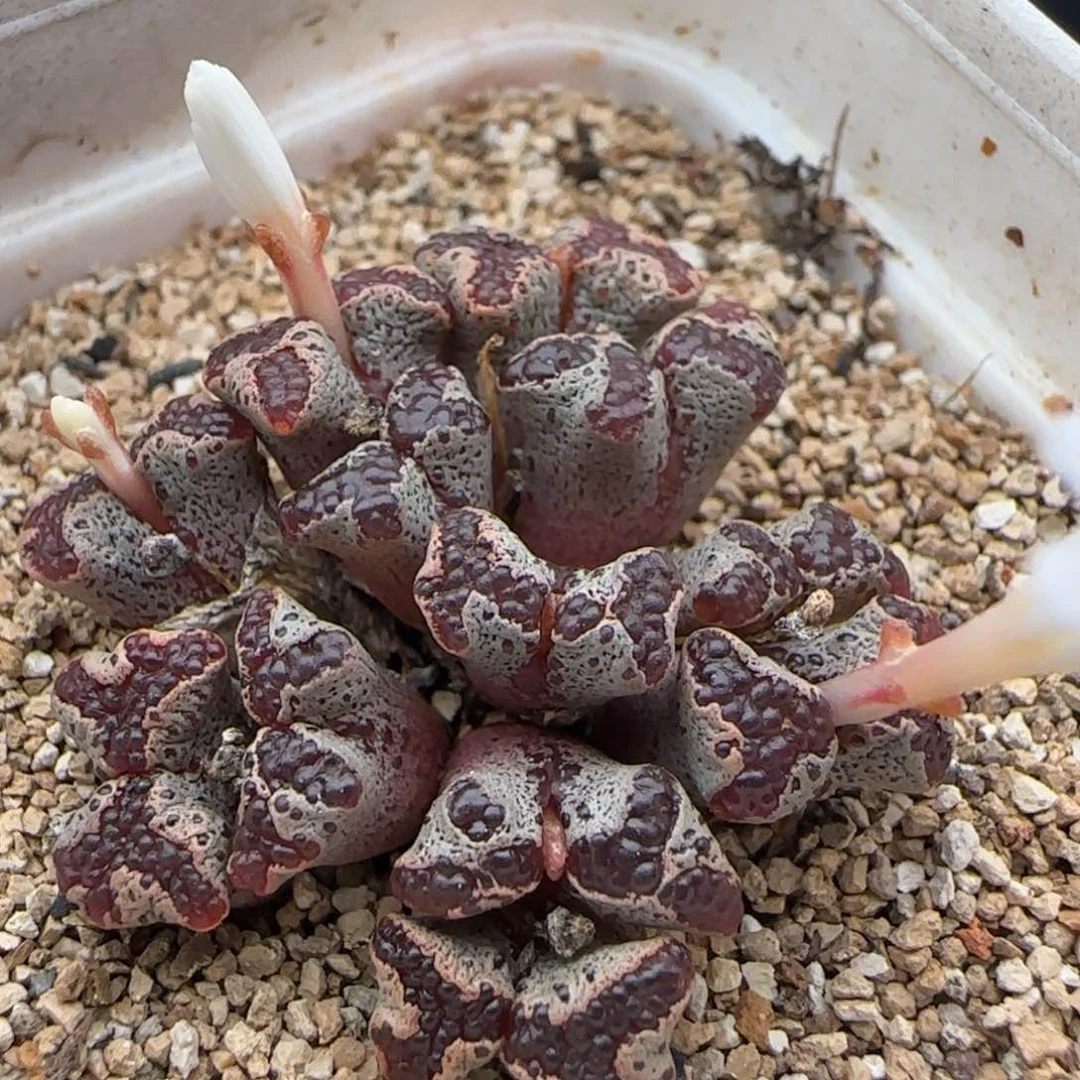 8.23.14 /12头 超蝶