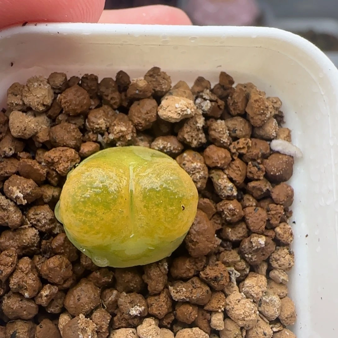 8.25.63/1.5+ o泡 多肉植物