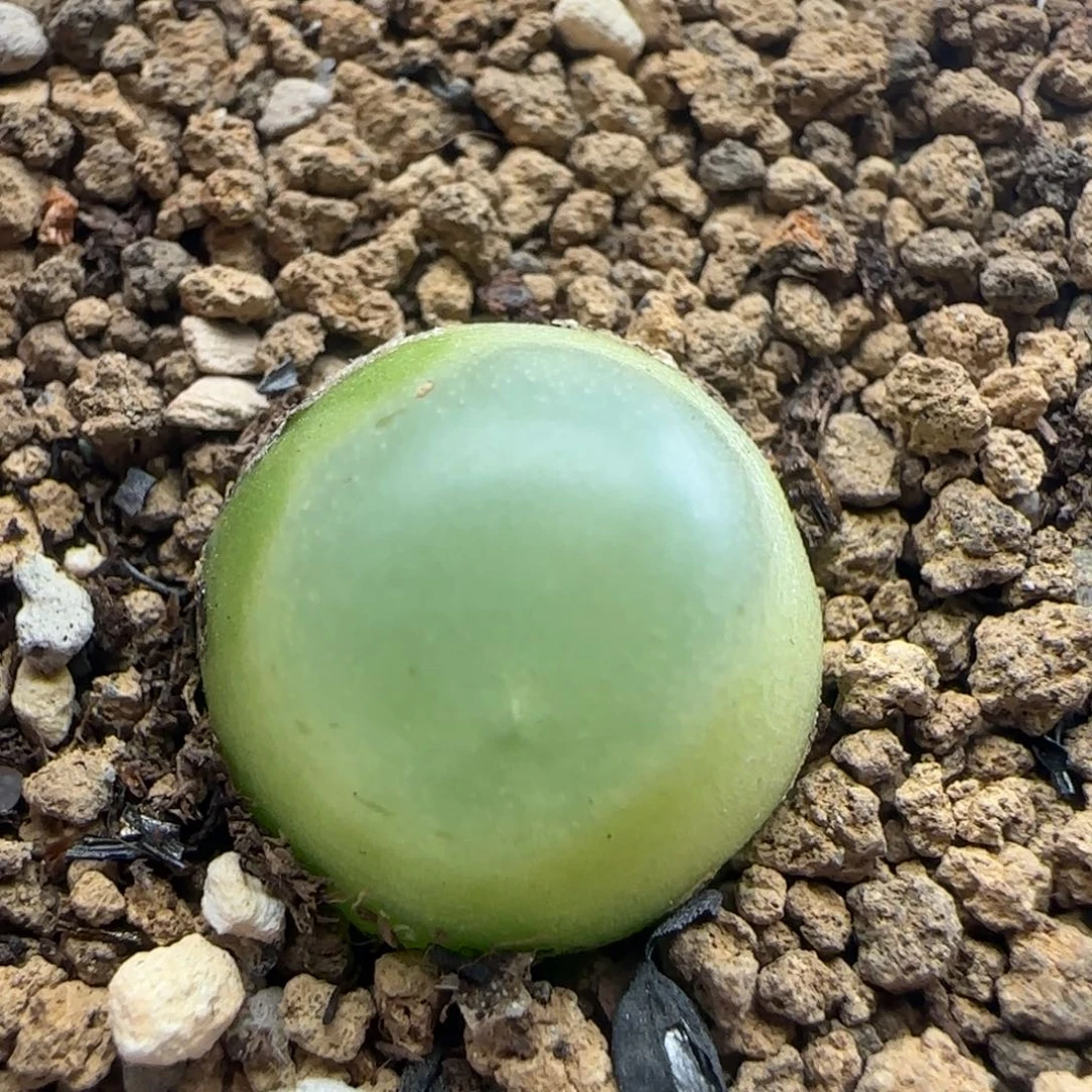 10.27.6/1.4 窝窝头登