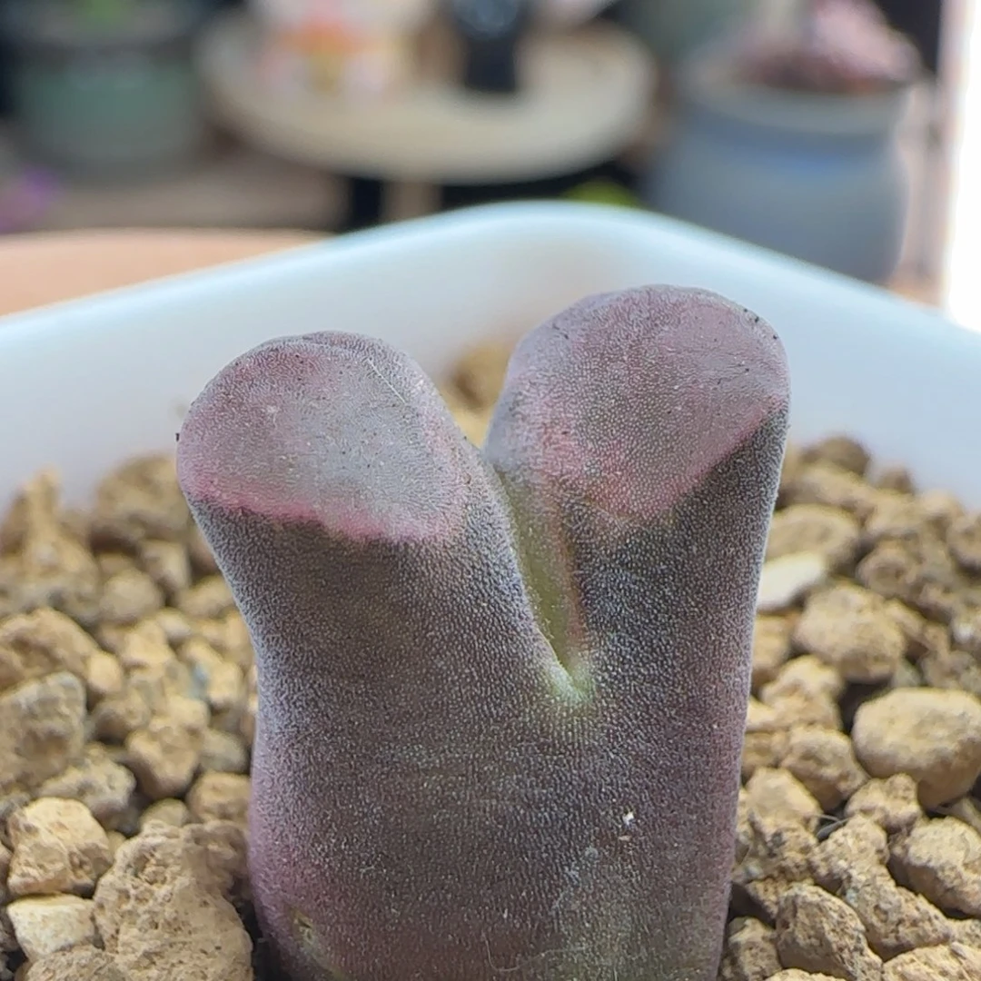 10.15.48/1.4 克利普兰磁～铁