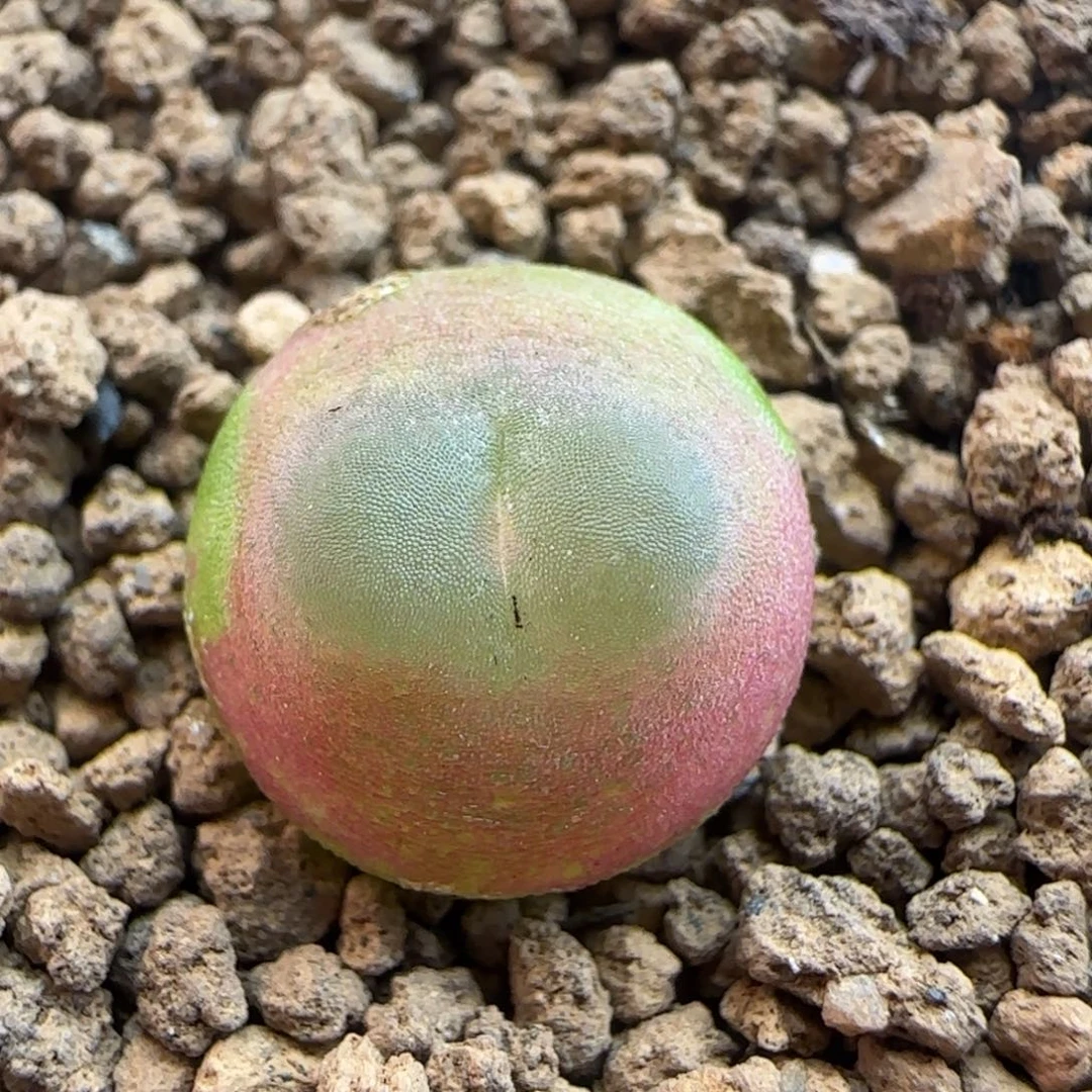 10.28.41/1.1 紫皮拉登