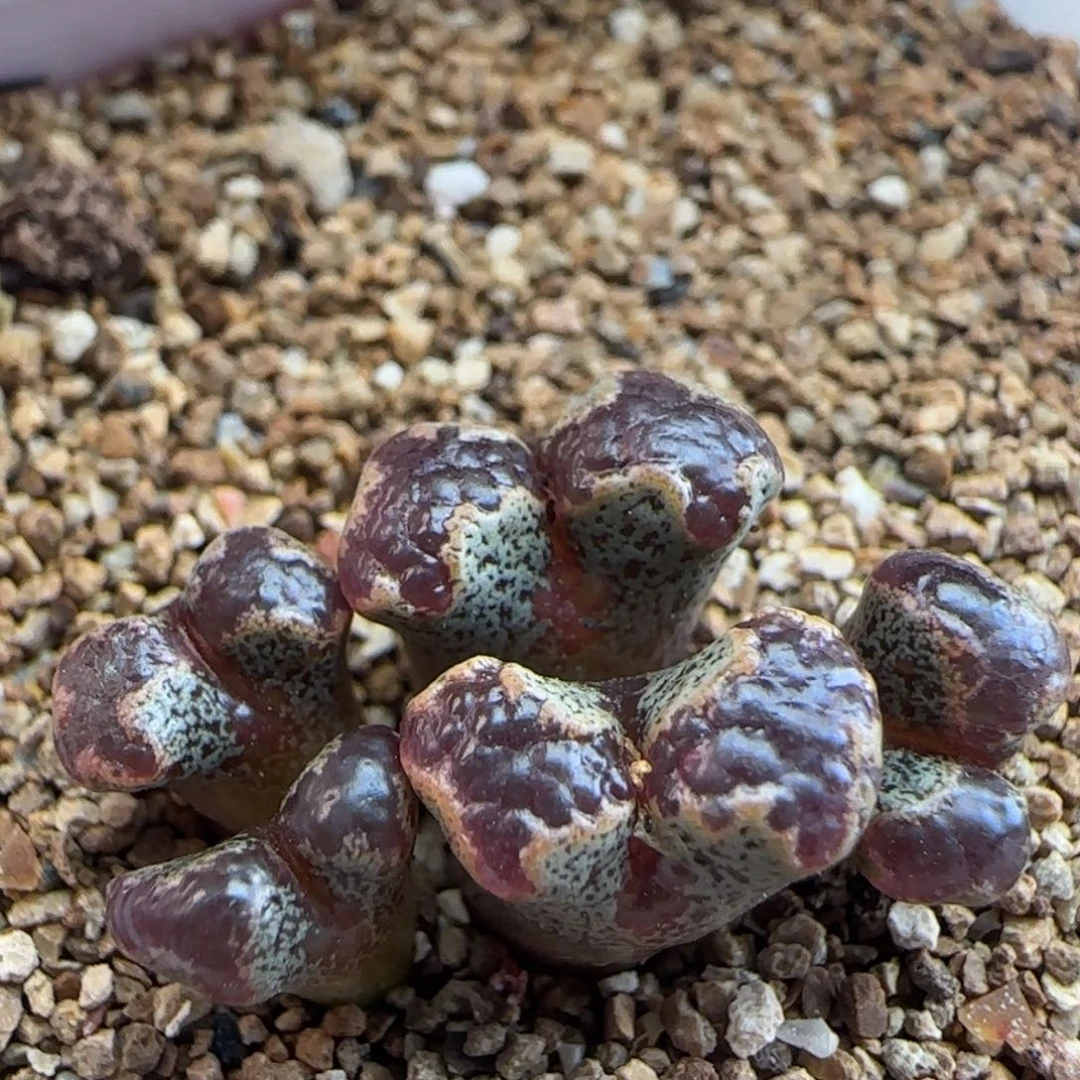 10.28.15/超蝶勋章