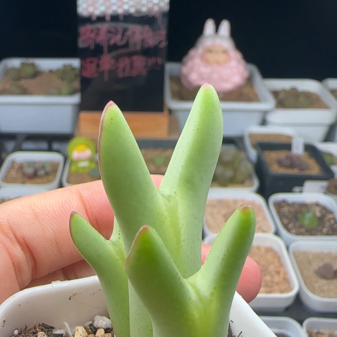 8.24.28 皮卡丘杂