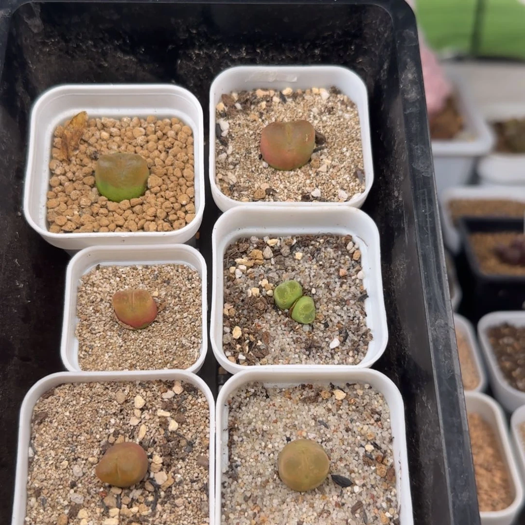 8.25.1 /1.2-1.5 毛 福利 多肉植物
