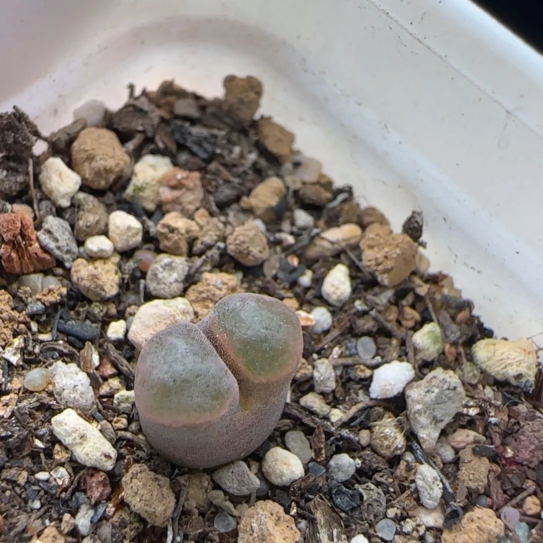 8.19.34/1787.1 磁～铁 多肉植物