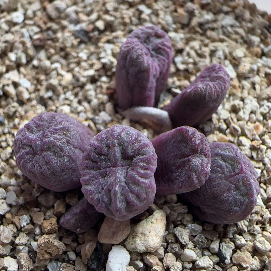 10.19.32/7头铅笔画杂 多肉植物