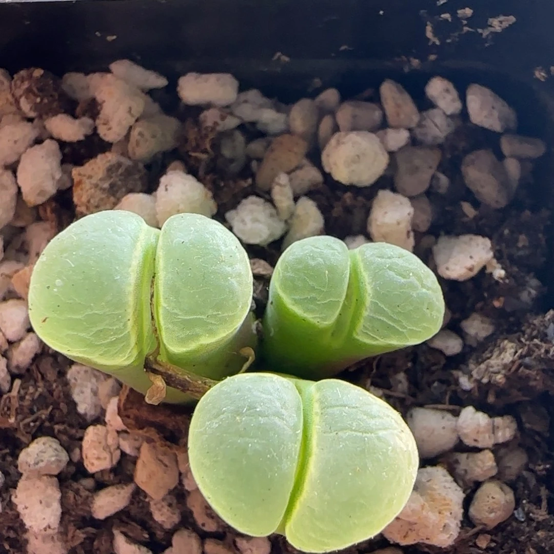 阿**啾10.7.48 /1802.83 紫极窗