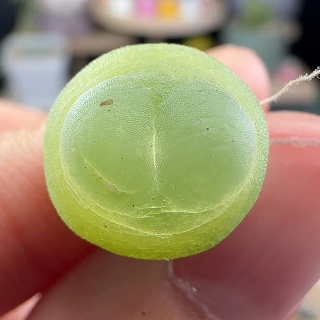 11.9.120/1.2 紫皮拉登 疤特