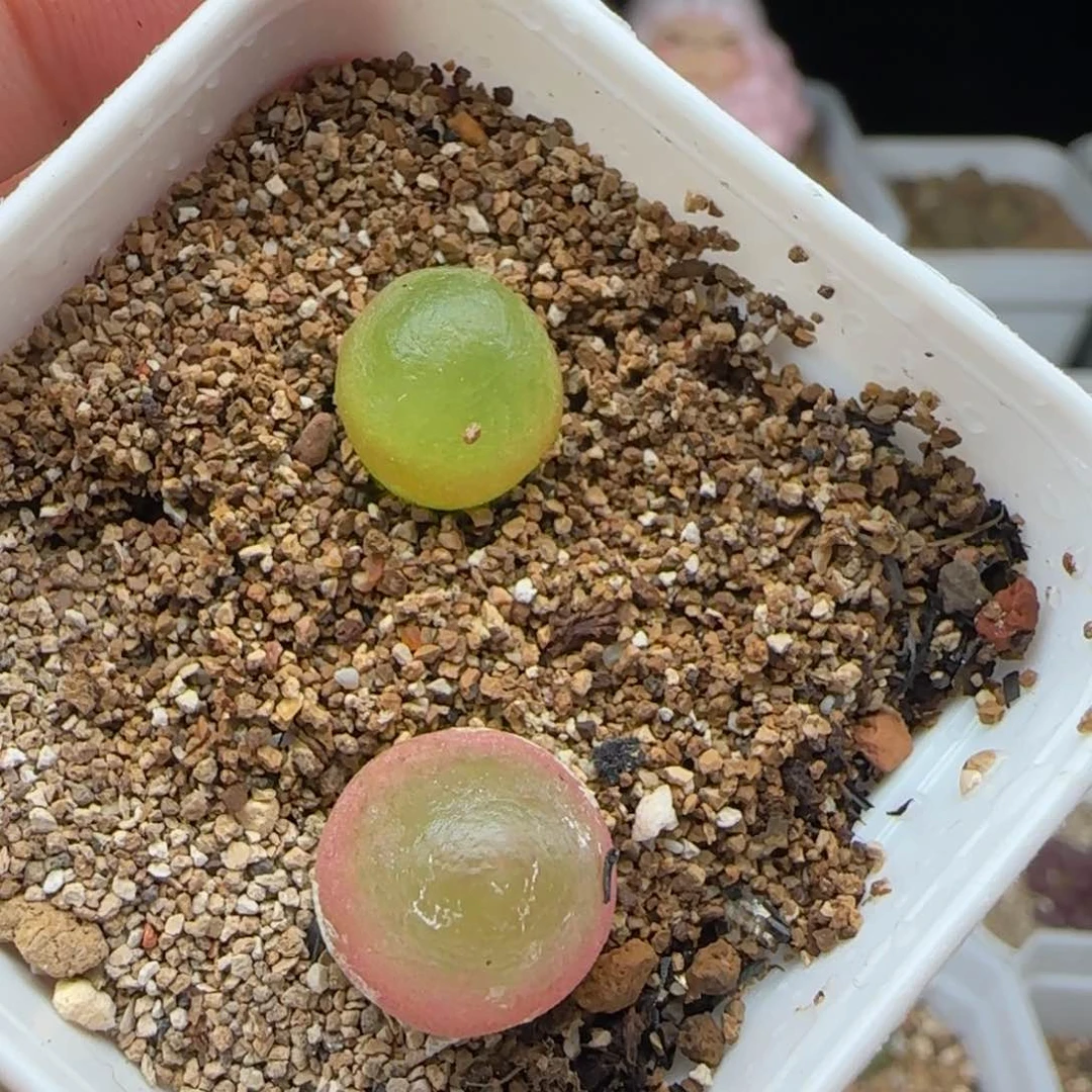8.19.48/1.3+ 灯～泡