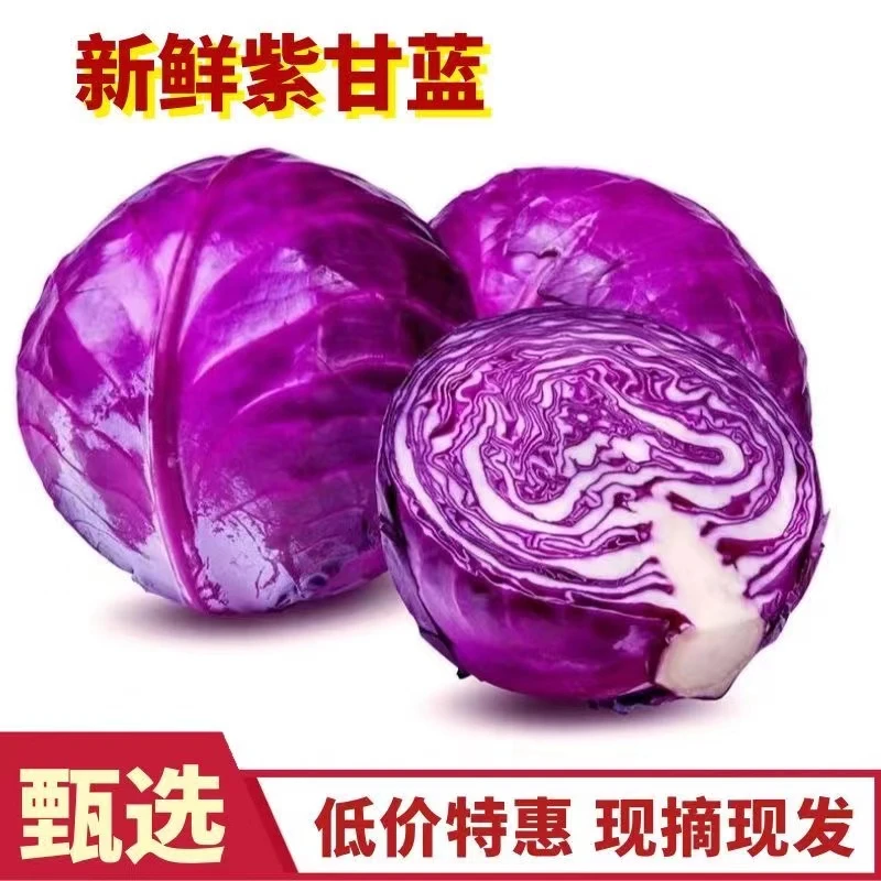【寿光蔬菜】紫甘蓝新鲜卷心菜紫包菜紫甘蓝球大头菜沙拉菜即食健康