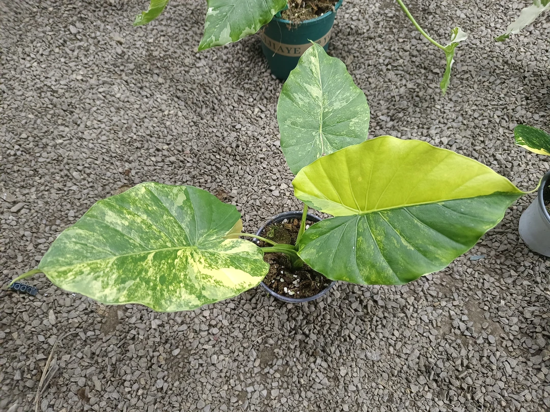 【小号黄锦象耳芋】黄锦四季常绿观叶【不包叶损,不包售后,介意勿拍】