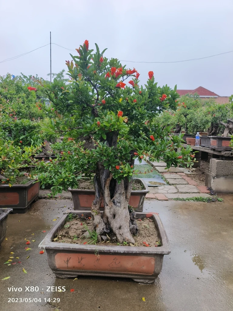 盆栽地栽一物一拍