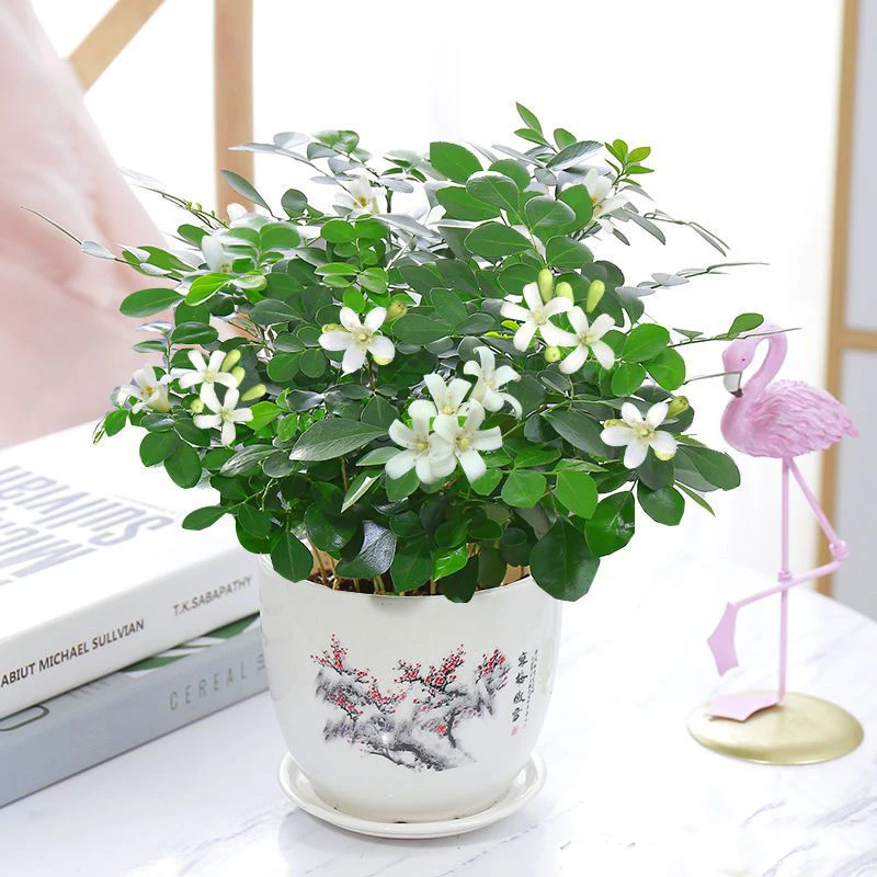 九里香盆栽浓香水培植物四季好养七里香树苗室内阳台好养花卉绿植