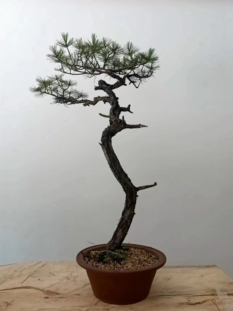 黄山松 高杆文人