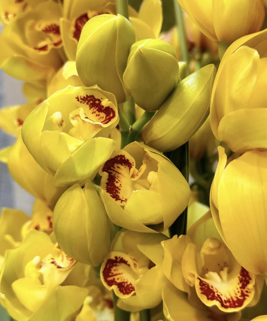 宇辰【月影 直兰】大花蕙兰 盆栽年宵花生苞发货云南基地直发