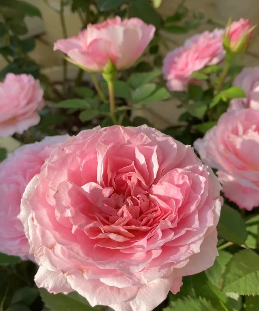 一辰【2加仑海神王月季花】盆栽花卉花云南鲜花植物阳台庭院昆明