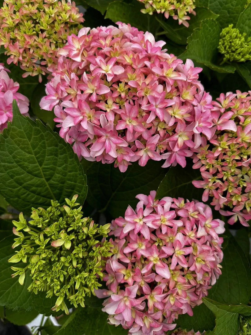 一辰【5加仑老桩苗灵感绣球花】盆栽花卉直播花盆云南发货鲜花植物