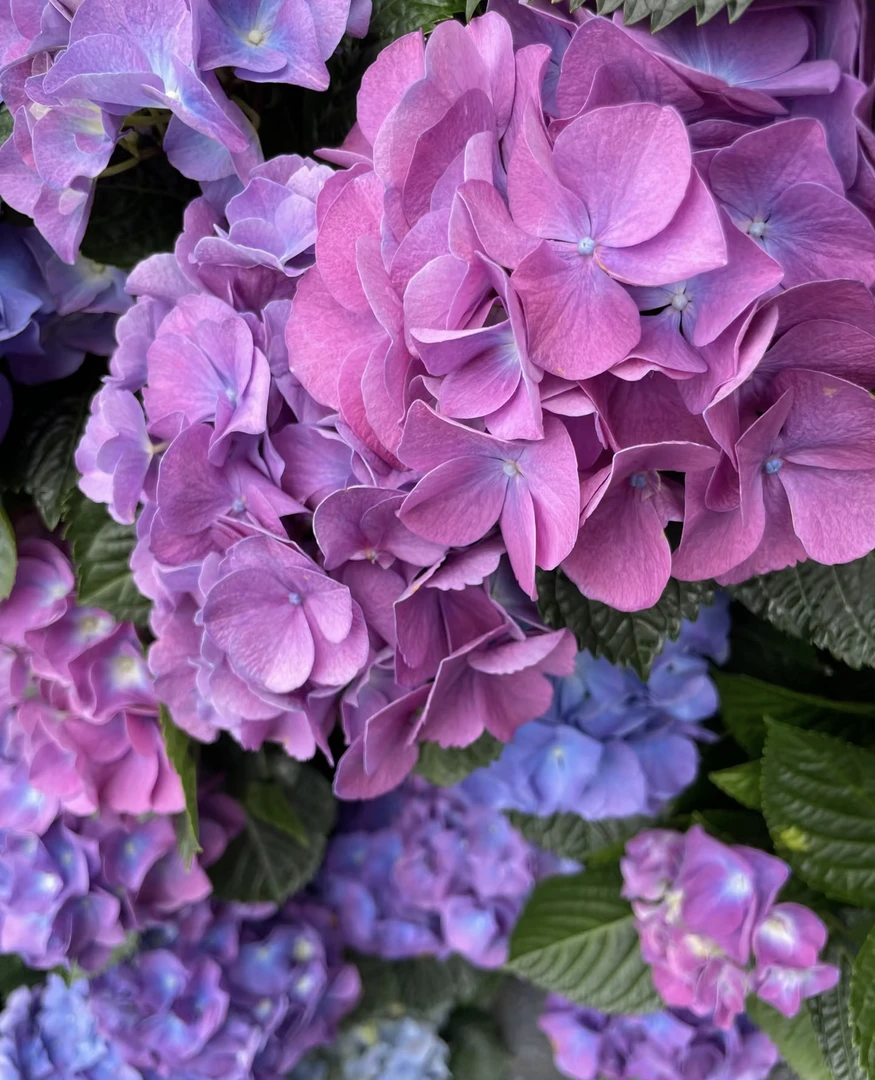 宇辰【5加仑魔幻大西洋绣球花】盆栽花卉室内外鲜花植物云南发货