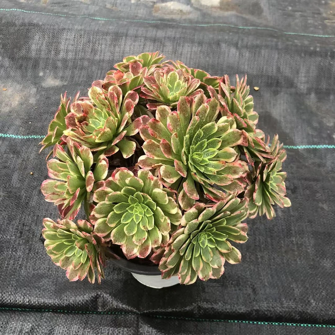 多肉植物法师锦朝霞绣球朵朵发货不低于8头视频有展示