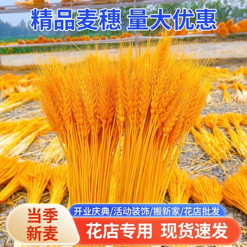 精品A级黄金大麦天然麦穗插花开业花篮仿真花小麦干花束厂家直发
