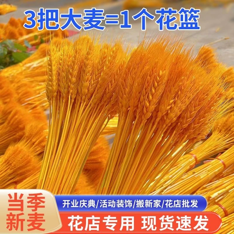【精品大麦穗专拍】黄金大麦干花麦穗diy开业花篮装饰永生麦穗干花