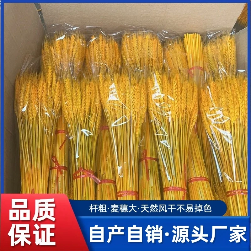 精选天然黄金麦穗干花花束开业大麦客厅田园装饰摆件干花插花道具