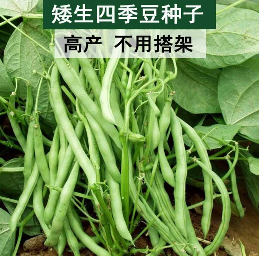 【无架四季豆种子】高产不搭架豆角种孑春夏秋菜豆矮生蔬菜