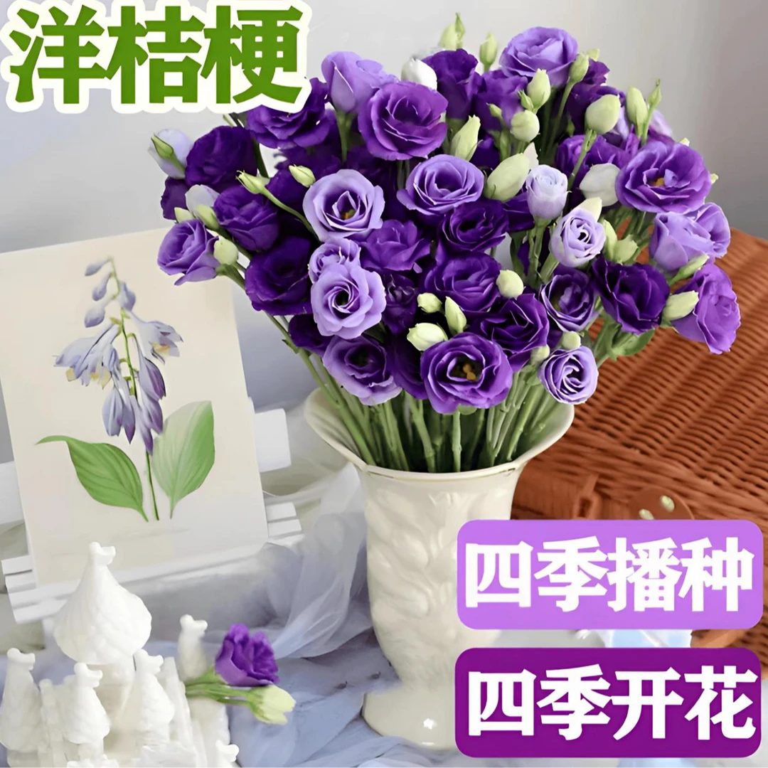 【9.9元3000粒】洋桔梗花四季易活阳台庭院盆栽地栽南北方种植