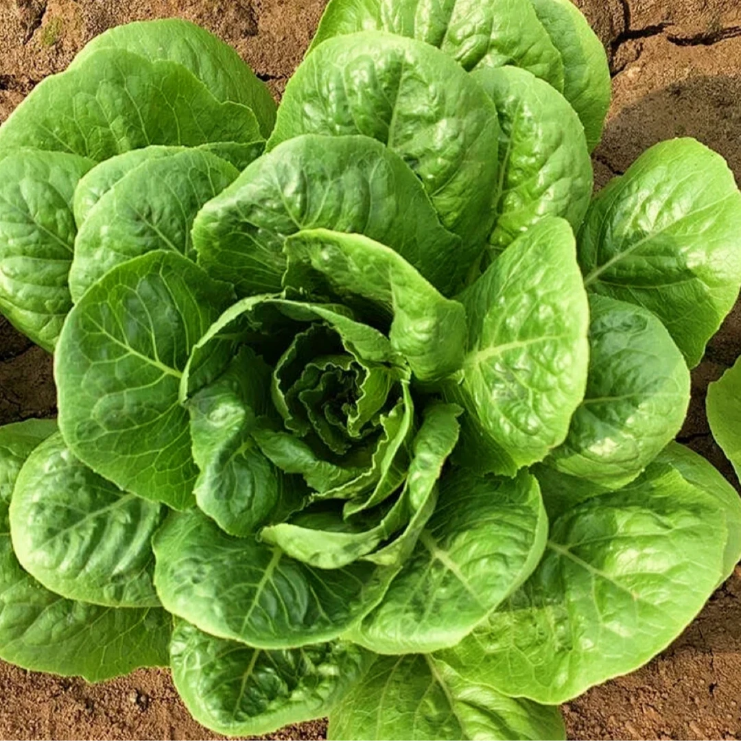 【孔雀菜种子】生菜种子精品沙拉开展菜春季四季盆栽阳台种植蔬菜