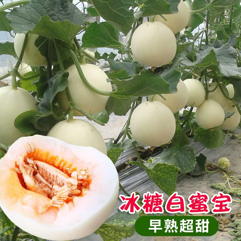 白沙蜜甜瓜种子冰糖甜瓜种籽香瓜种子春夏秋冬四季阳台盆栽蔬菜孑