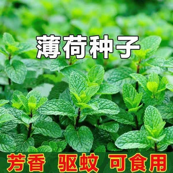 食用薄荷种子四季可播香柠檬薄荷多年生阳台盆栽驱蚊种子播种