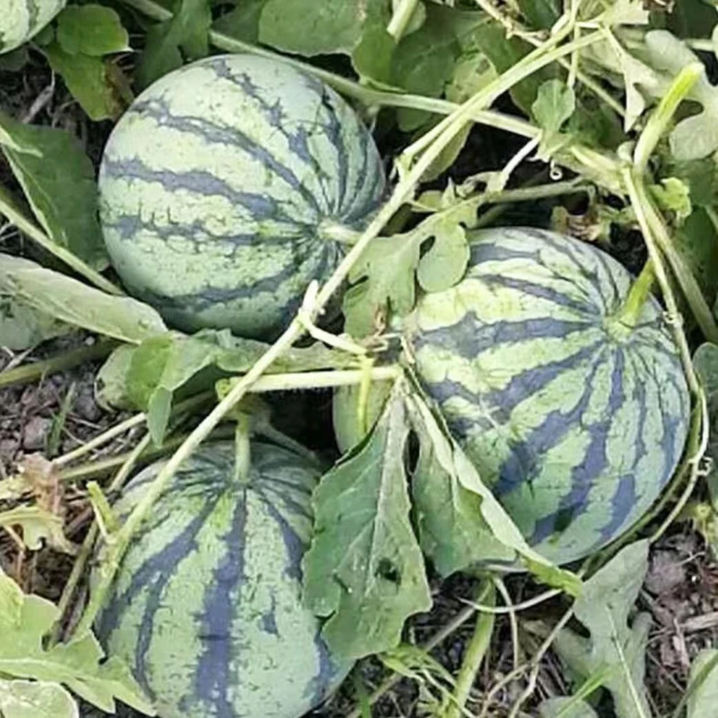 早春红玉盆栽地栽小西瓜种籽麒麟瓜早熟高产脆甜绿皮红壤