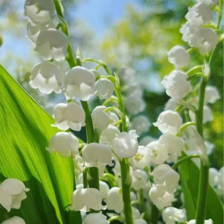 【香水铃兰花】铃兰花花卉绿植盆栽四季开花室内客厅外耐寒耐冻好养