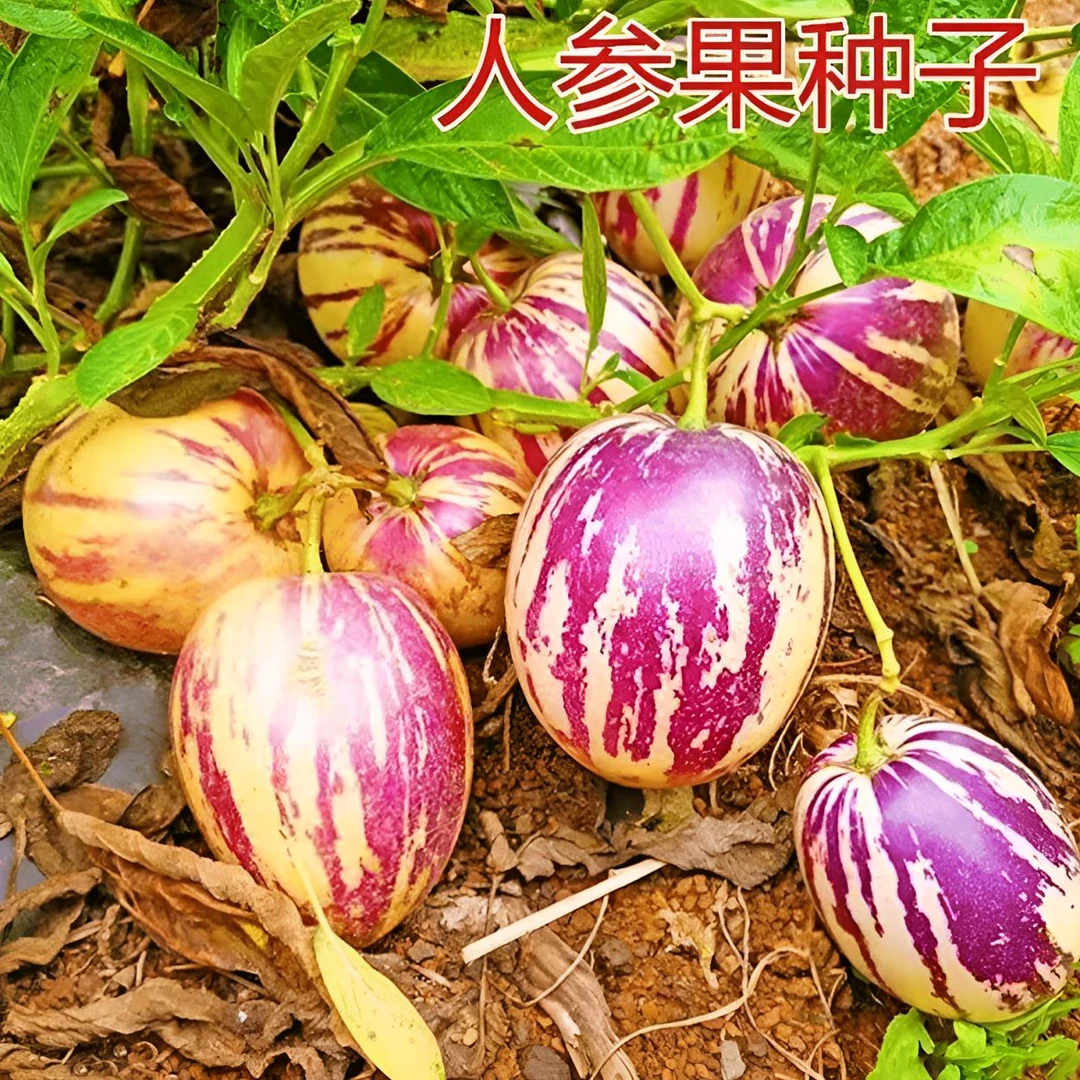 人参果种子多年生四季阳台小院盆栽地栽泡沫箱高产水果种子