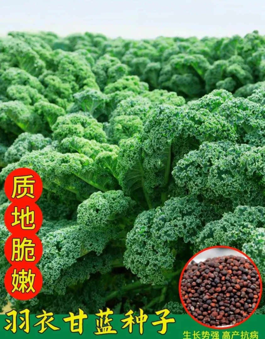【食用羽衣甘蓝种子】耐寒食用观赏紫色蔬菜苗阳台四季盆栽