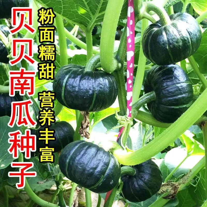 【家庭园艺适用】贝贝南瓜种子高产香甜板栗南瓜四季盆栽阳台庭院