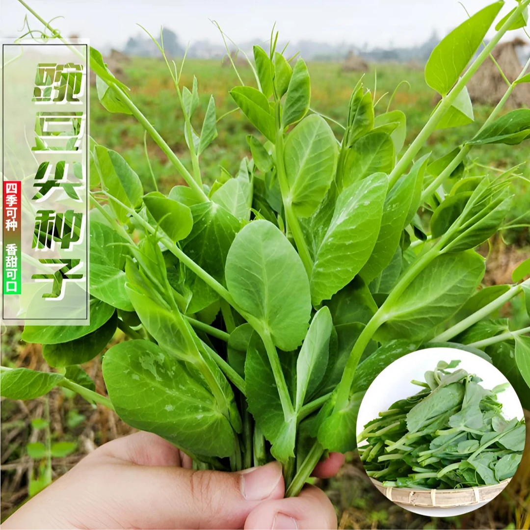 豌豆尖种子阳台四季可种植阳台盆栽庭院火锅热炒凉拌