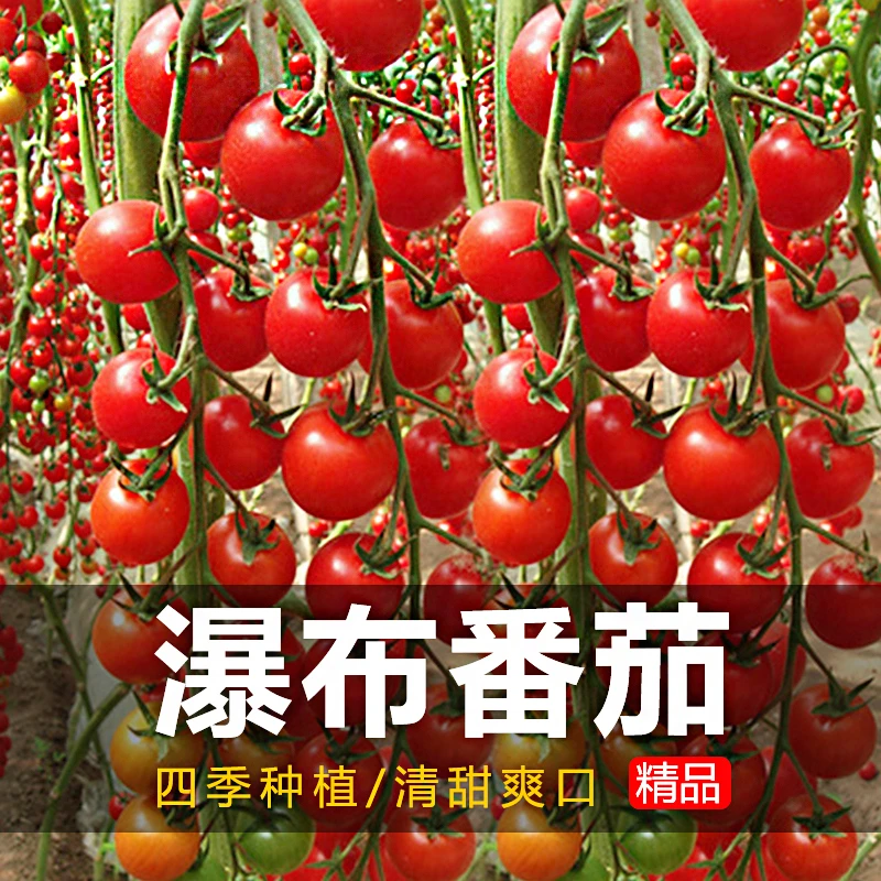 【瀑布番茄种子】四季圣女果春季小西红柿苗千禧籽季农家盆栽蔬菜
