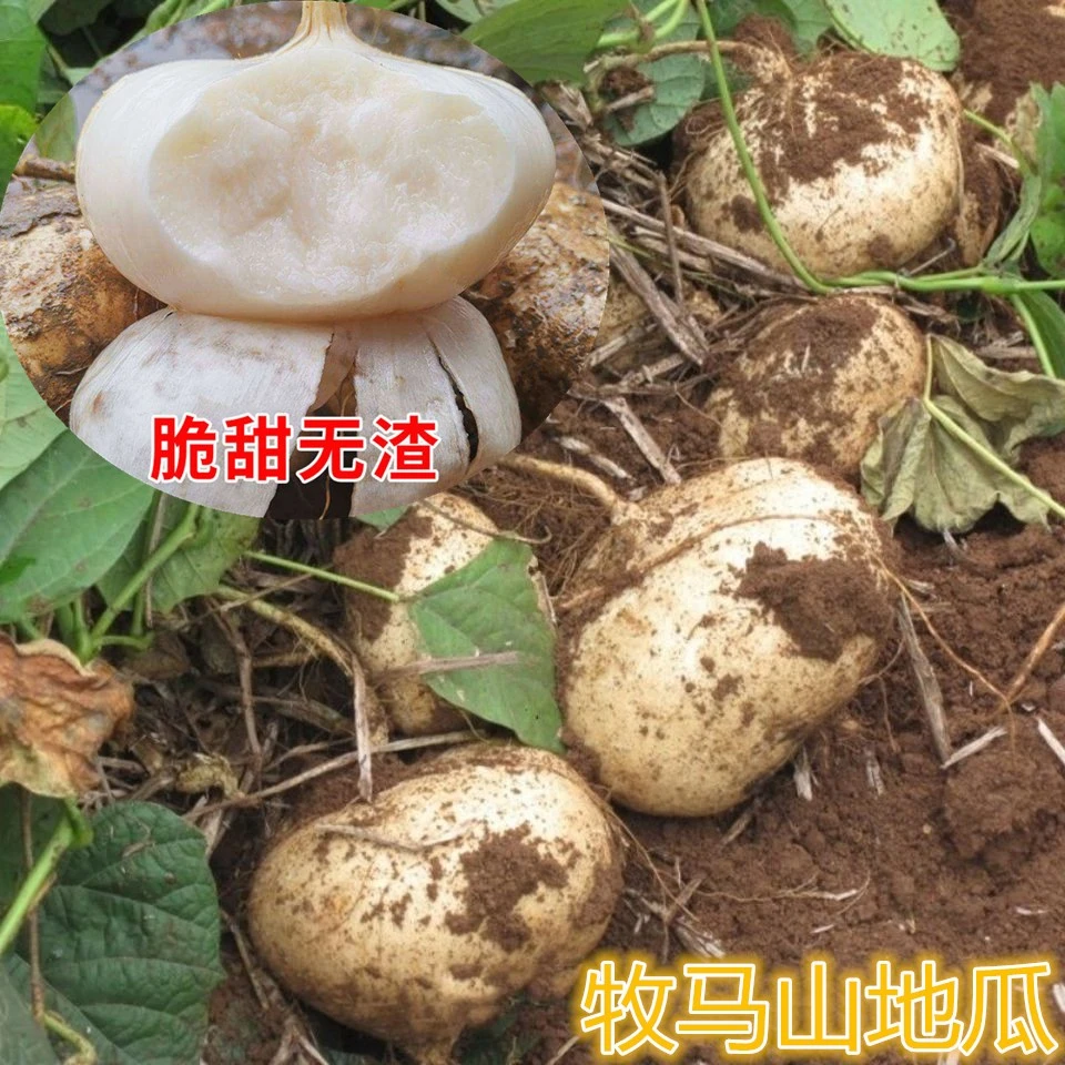牧马山凉薯种子种籽孑水果地瓜特大白瓤香甜早熟苗秧种植沙葛土瓜