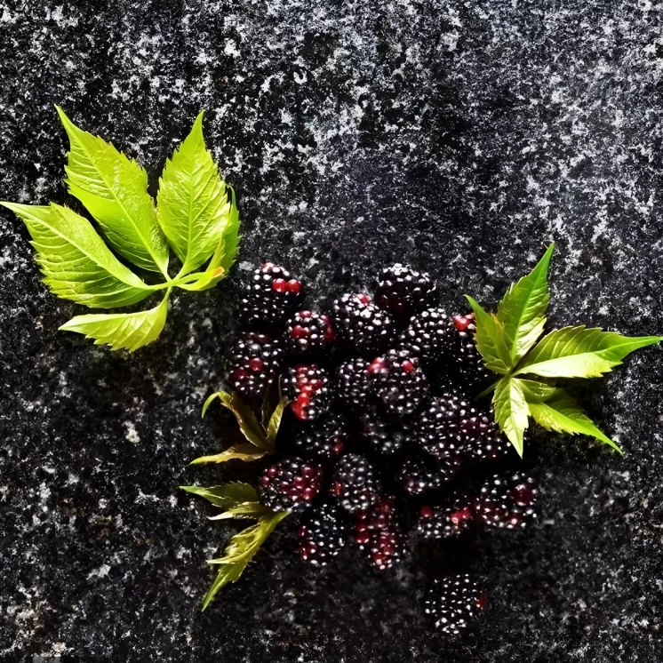黑莓种子四季播种阳台盆栽小院种植简单夏季开花高产水果