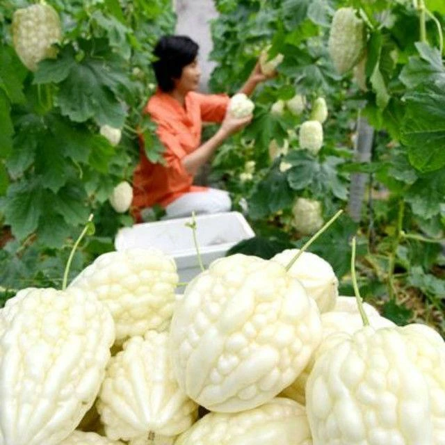 苹果苦瓜四季播种阳台盆栽小院种植简单高产水果