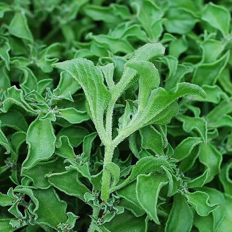 【水晶冰菜】冰菜子四季种植清新爽口阳台盆栽小院播种