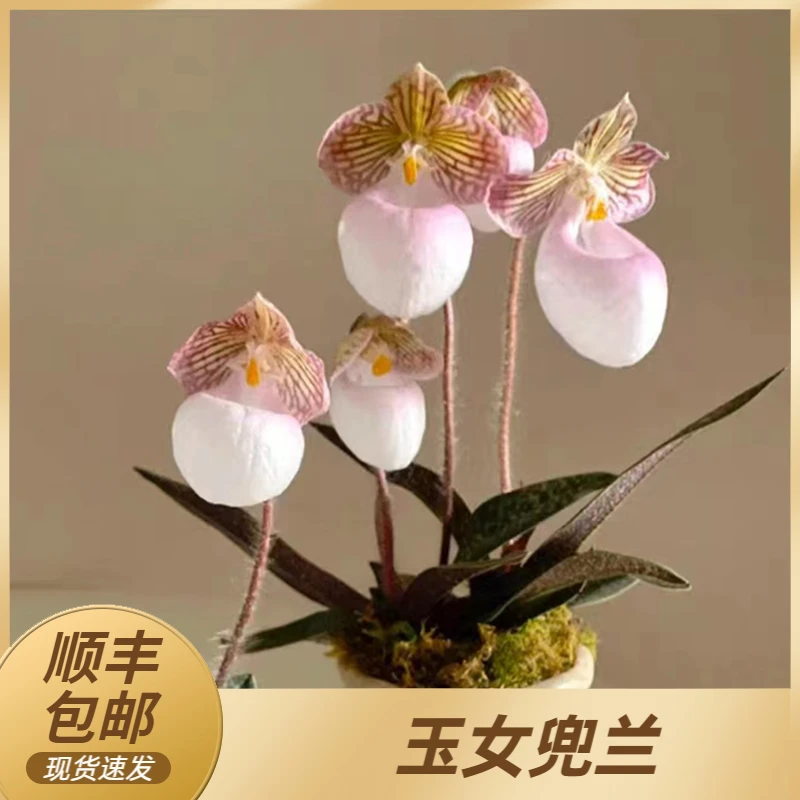 阳台窗台茶桌会议室收银台易养护懒人必备盆