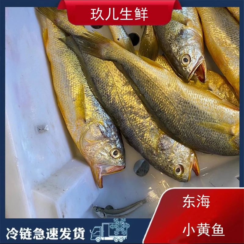 石浦海鲜 东海内港细鳞小黄鱼  江浙沪皖顺丰包邮